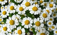 Түймедақ ваннасы